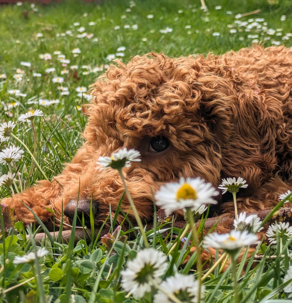 Daisy wartet gespannt